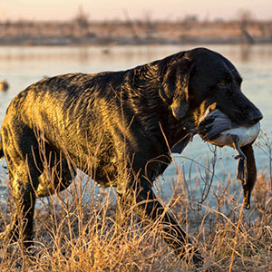 North Texas Guided Duck Hunt with meals and Lodging