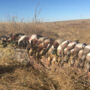 North Texas Guided Duck Hunt with meals and Lodging - Image 19