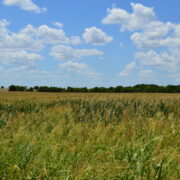 Italy-60 - Dove Hunting Lease - Image 3