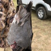 Three Curl Duck Club - Lorena Texas - Image 12
