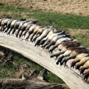 Three Curl Duck Club - Lorena Texas - Image 22