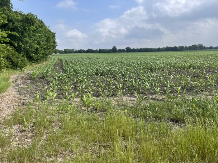 LAN-40-Dove Hunting Lease Near Dallas Texas - Image 5