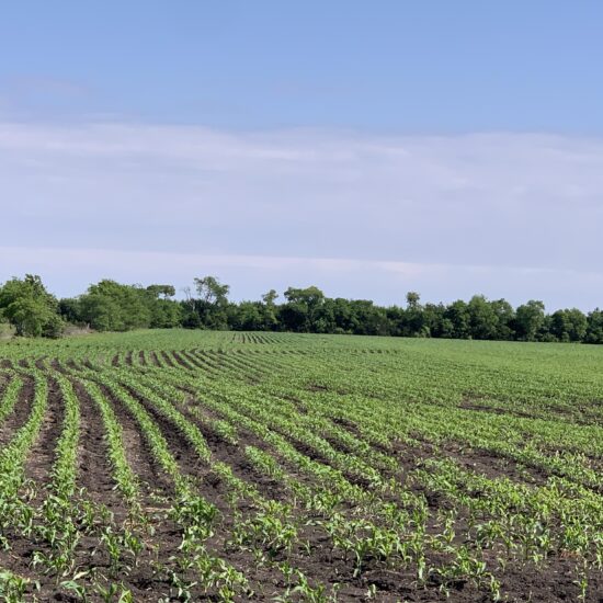 LAN-70-Dove Hunting Lease Near Dallas Texas