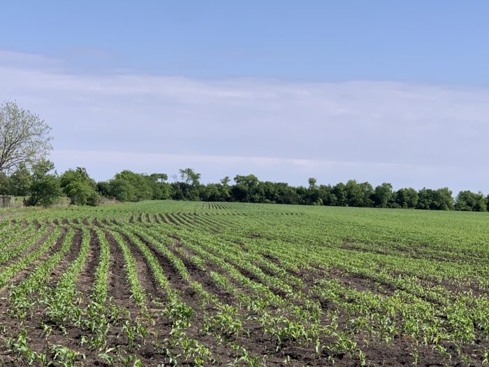 LAN-40-Dove Hunting Lease Near Dallas Texas - Image 3