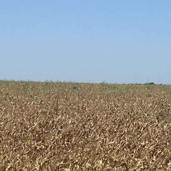 LAN - 150-Dove Hunting Lease