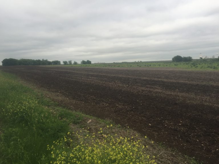 WAX-93-Dove Hunting Lease Near DFW - Image 2