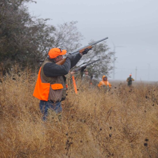 North Texas Quail Hunts