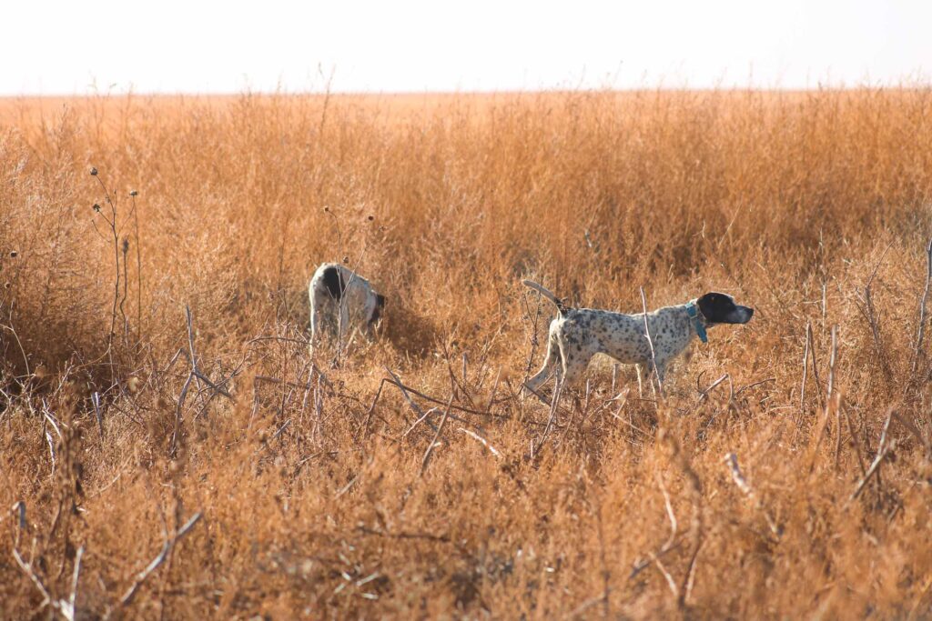 North Texas Quail Hunts