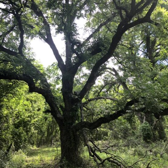 MBR 544 - Hog, predator, dove, and deer Lease near Dallas