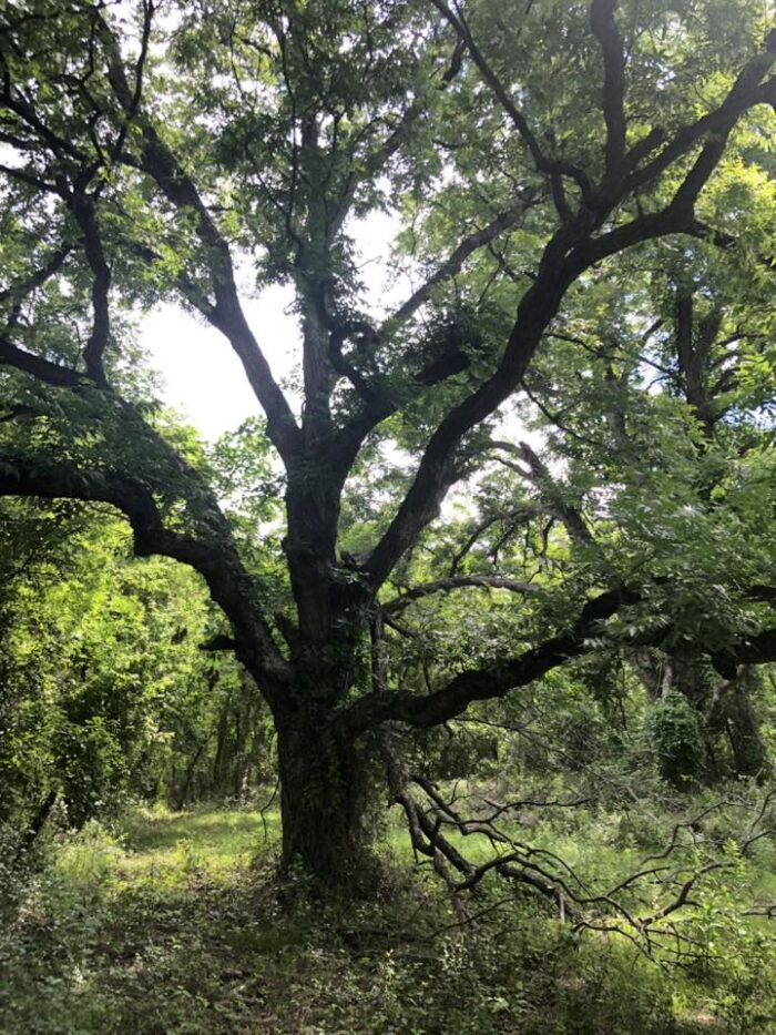 MBR 544 - Hog, predator, dove, and deer Lease near Dallas