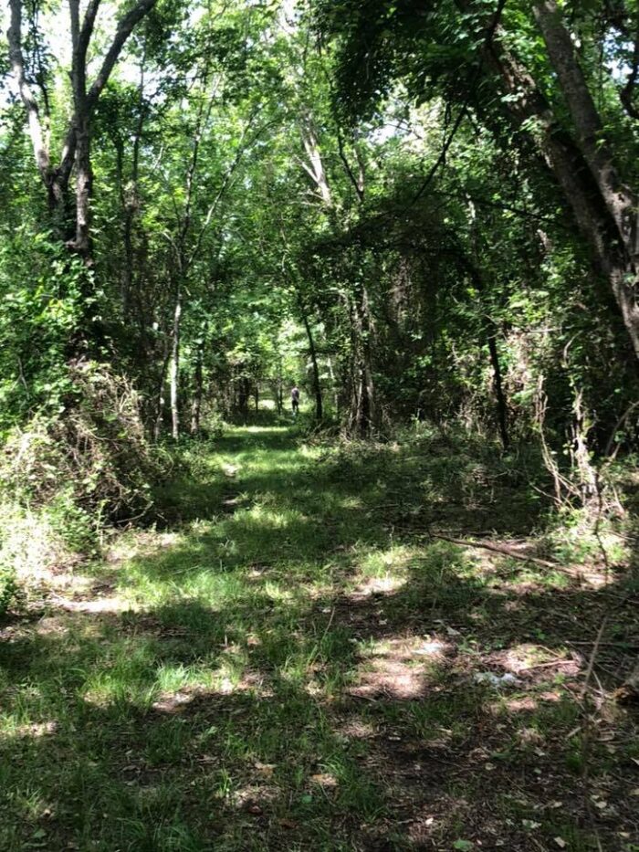 MBR 544 - Hog, predator, dove, and deer Lease near Dallas - Image 2