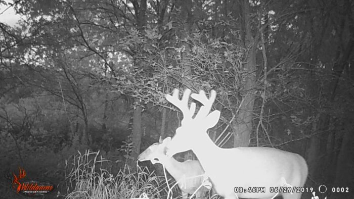 MBR 544 - Hog, predator, dove, and deer Lease near Dallas - Image 6