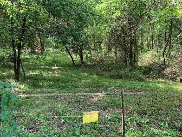 MBR 544 - Hog, predator, dove, and deer Lease near Dallas - Image 5