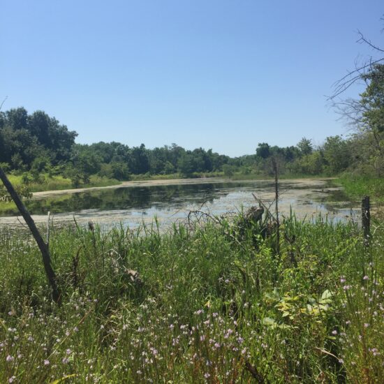 ROX 101 - Duck Lease Roxton