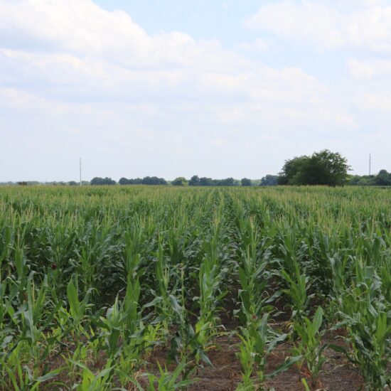 SM 110-Dove Lease San Marcos Sep 1-Oct 25th