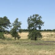 SM 268 - Dove Lease Sep 1-Oct 30th - Image 2