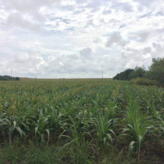 SM 168-Dove Lease San Marcos Sep 1-Oct 30th