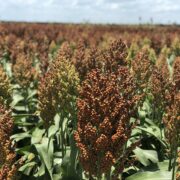 SM 268 - Dove Lease Sep 1-Oct 30th