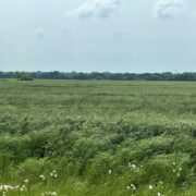 LAV 350- North Zone Dove Lease near Josephine, Tx Sep 1-Jan 7th - Image 6