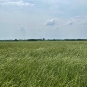 LAV 350- North Zone Dove Lease near Josephine, Tx Sep 1-Jan 7th - Image 7