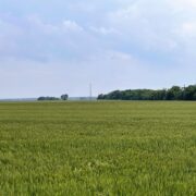 LAV 350- North Zone Dove Lease near Josephine, Tx Sep 1-Jan 7th - Image 8