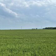 LAV 350- North Zone Dove Lease near Josephine, Tx Sep 1-Jan 7th - Image 9