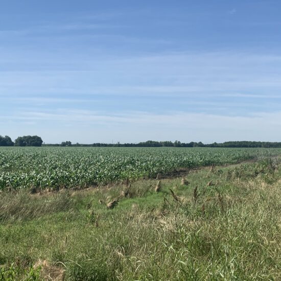 LAV 113 - North Zone Dove lease near Josephine, Tx Sep 1-Jan 7th