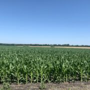 LAV 350- North Zone Dove Lease near Josephine, Tx Sep 1-Jan 7th