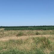 LAV 350- North Zone Dove Lease near Josephine, Tx Sep 1-Jan 7th - Image 4