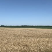 LAV 350- North Zone Dove Lease near Josephine, Tx Sep 1-Jan 7th - Image 5