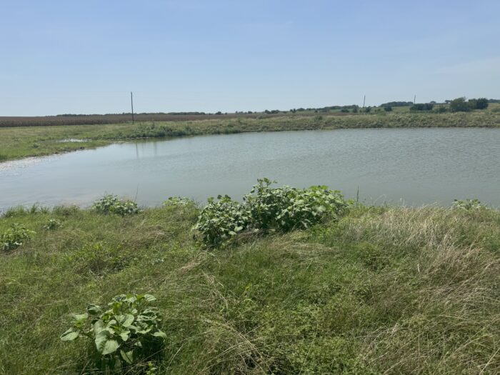 Mertens 214 Dove Hunting Lease North Texas September 1st - October 27th - Image 7