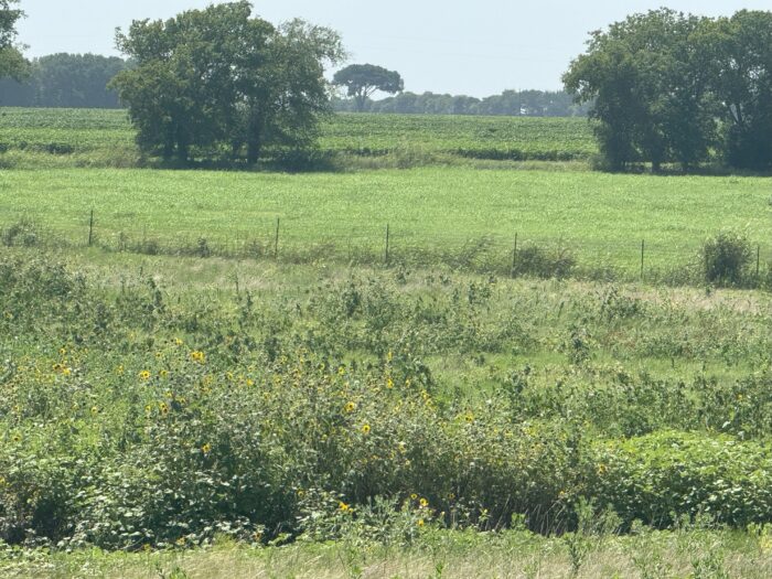 Mertens 214 Dove Hunting Lease North Texas September 1st - October 27th - Image 8