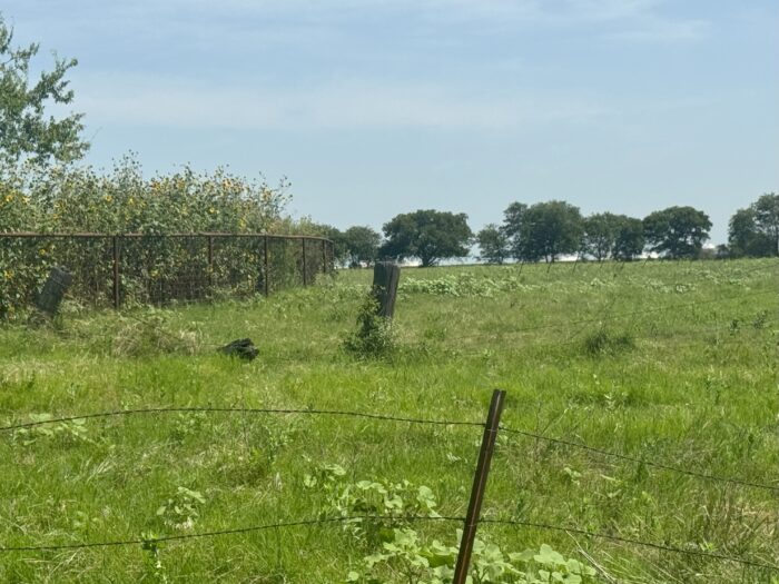 Mertens 214 Dove Hunting Lease North Texas September 1st - October 27th - Image 9