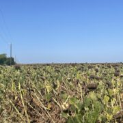 McGregor 740 Central Texas Seasonal Dove Lease - Image 4
