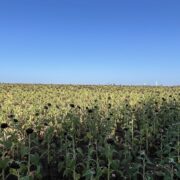 McGregor 740 Central Texas Seasonal Dove Lease - Image 3