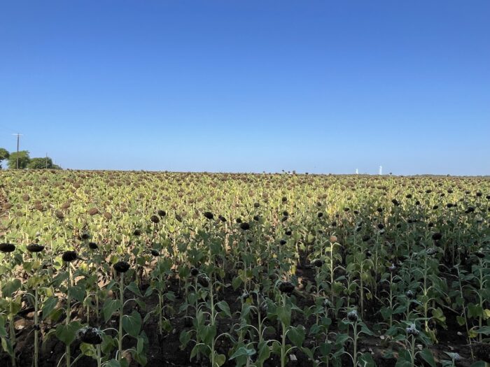 McGregor 300 Central Texas Season Dove Lease - Image 5
