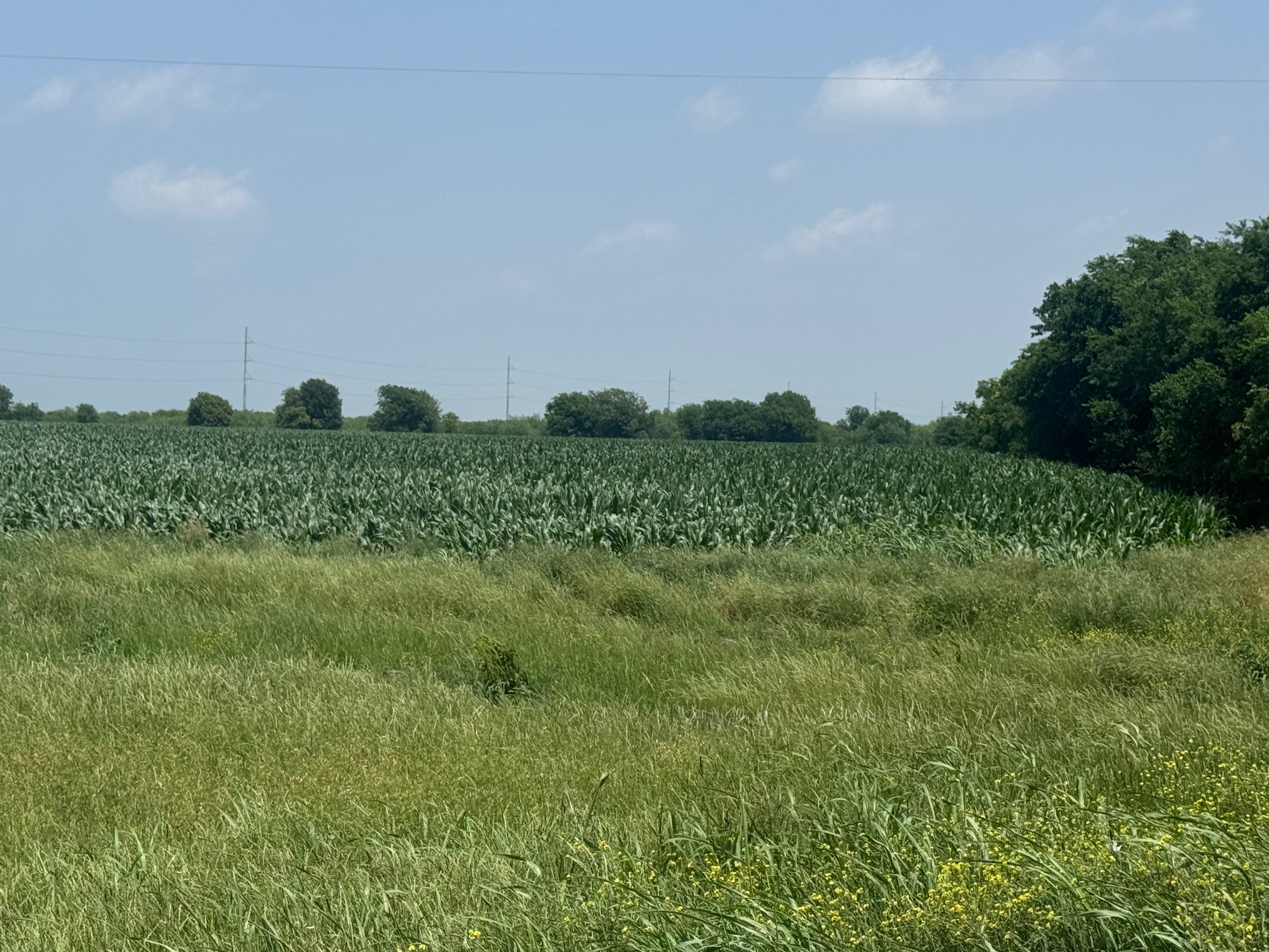 McGregor 220 Central Texas Dove Lease - Image 6