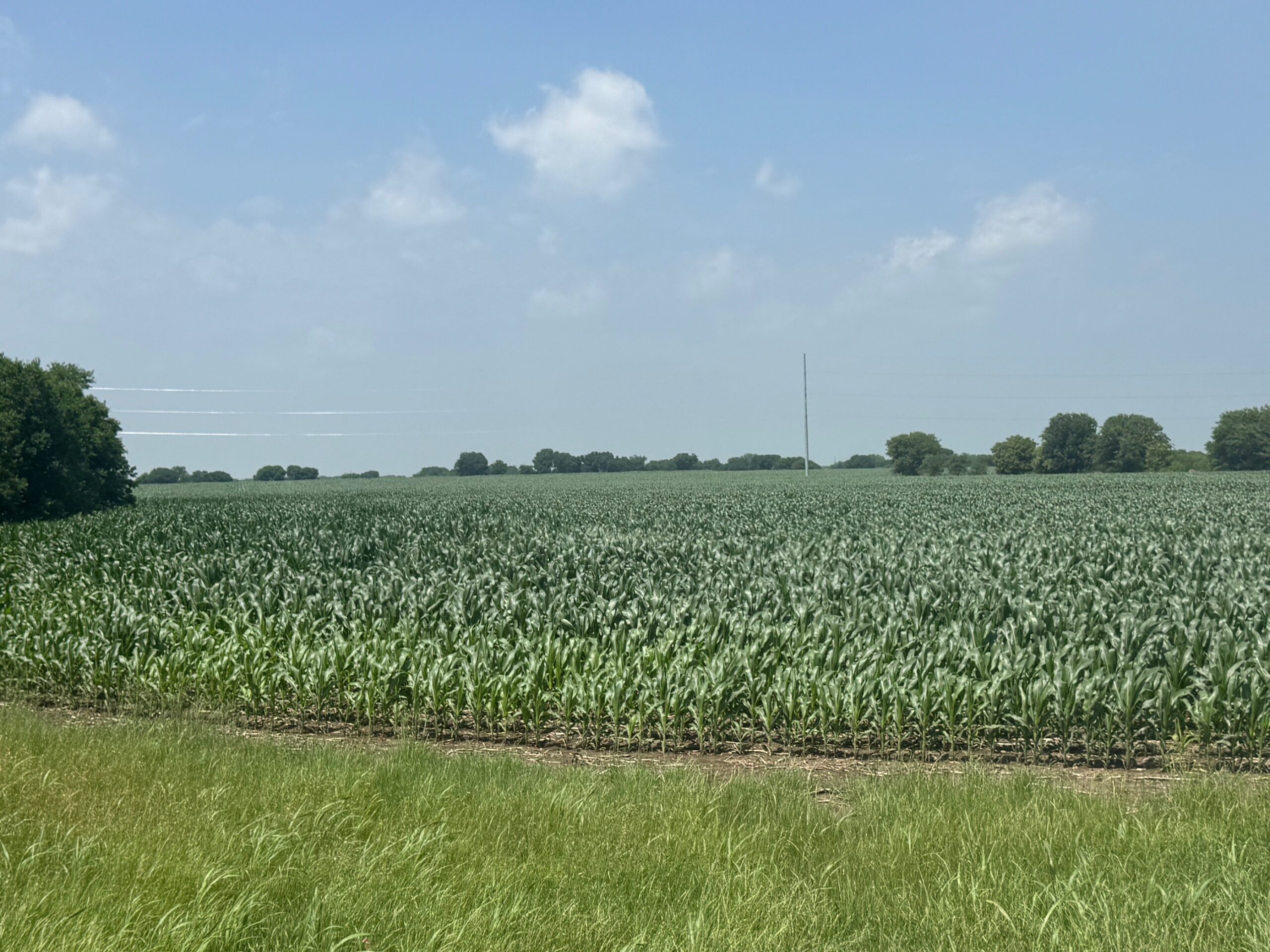 McGregor 220 Central Texas Dove Lease - Image 9