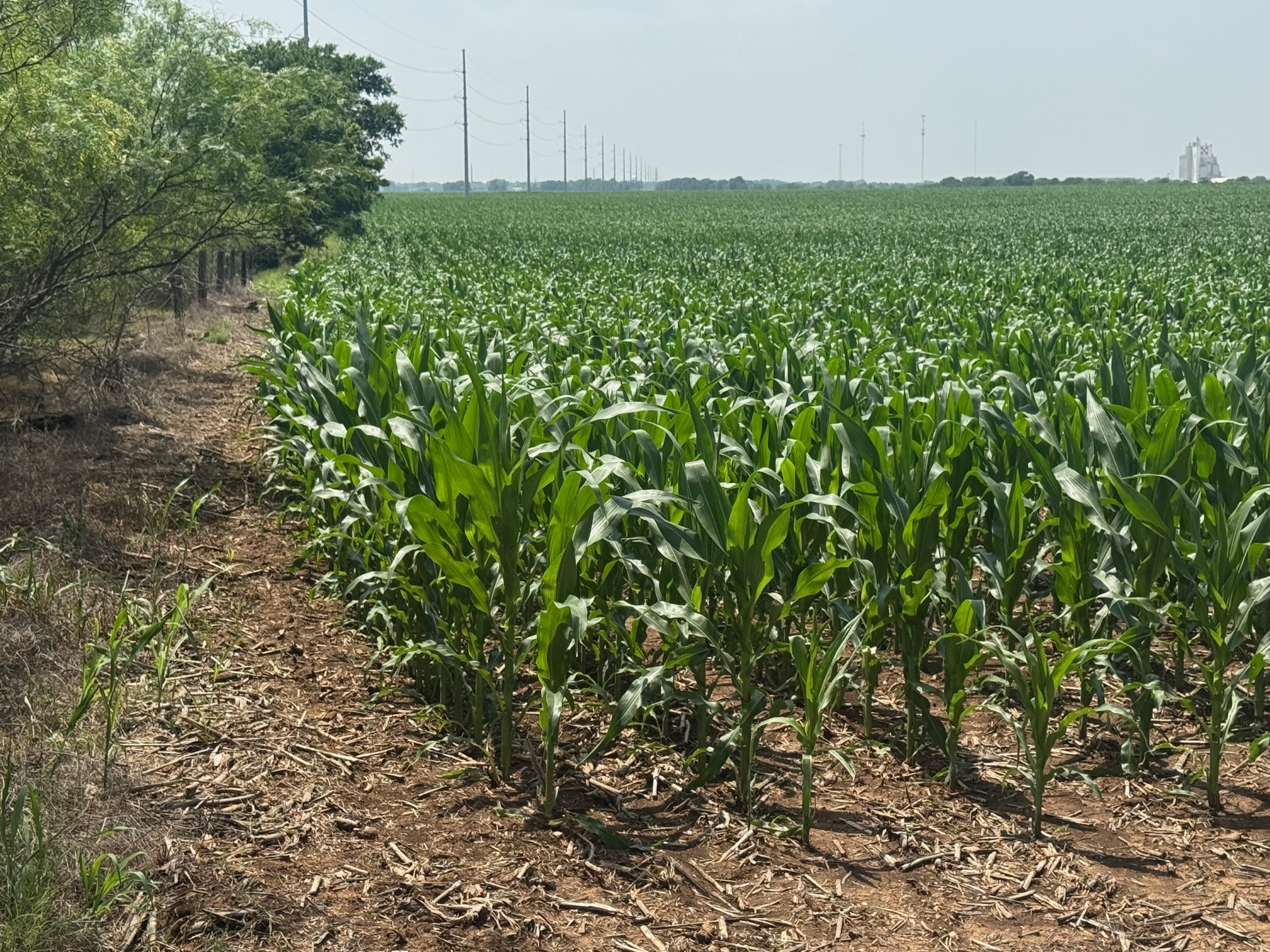 McGregor 220 Central Texas Dove Lease - Image 3