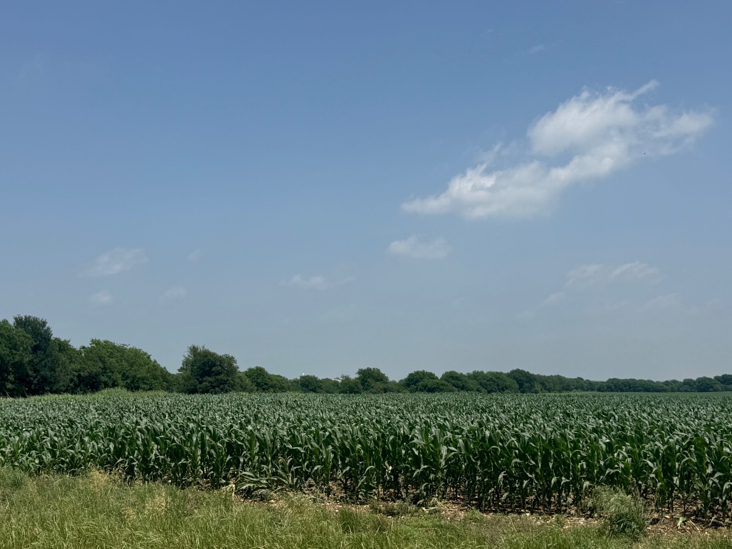 McGregor 220 Central Texas Dove Lease - Image 4