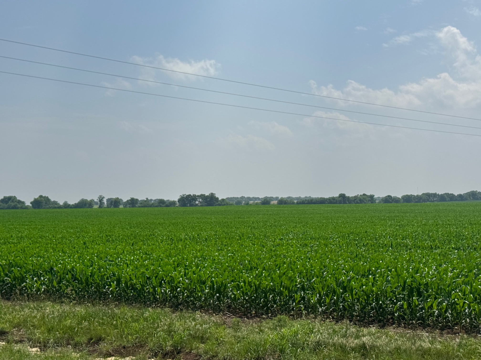 McGregor 460 Central Texas Dove Lease - Image 2