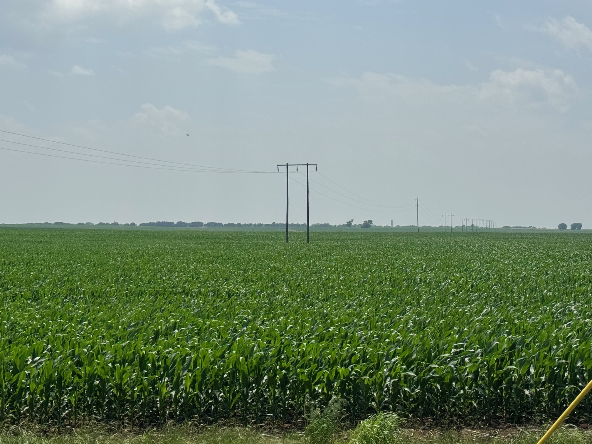 McGregor 460 Central Texas Dove Lease - Image 3