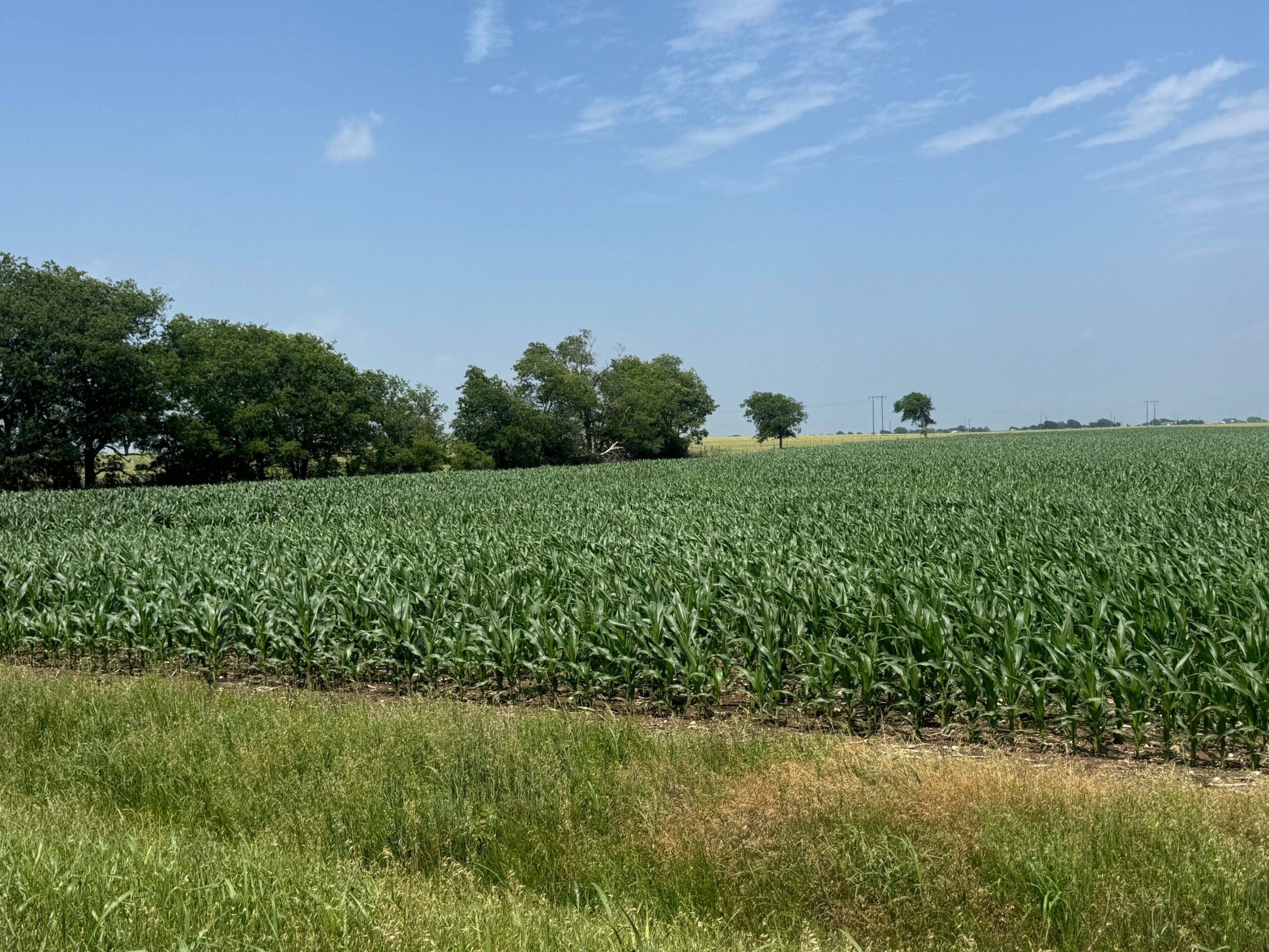 McGregor 460 Central Texas Dove Lease - Image 4