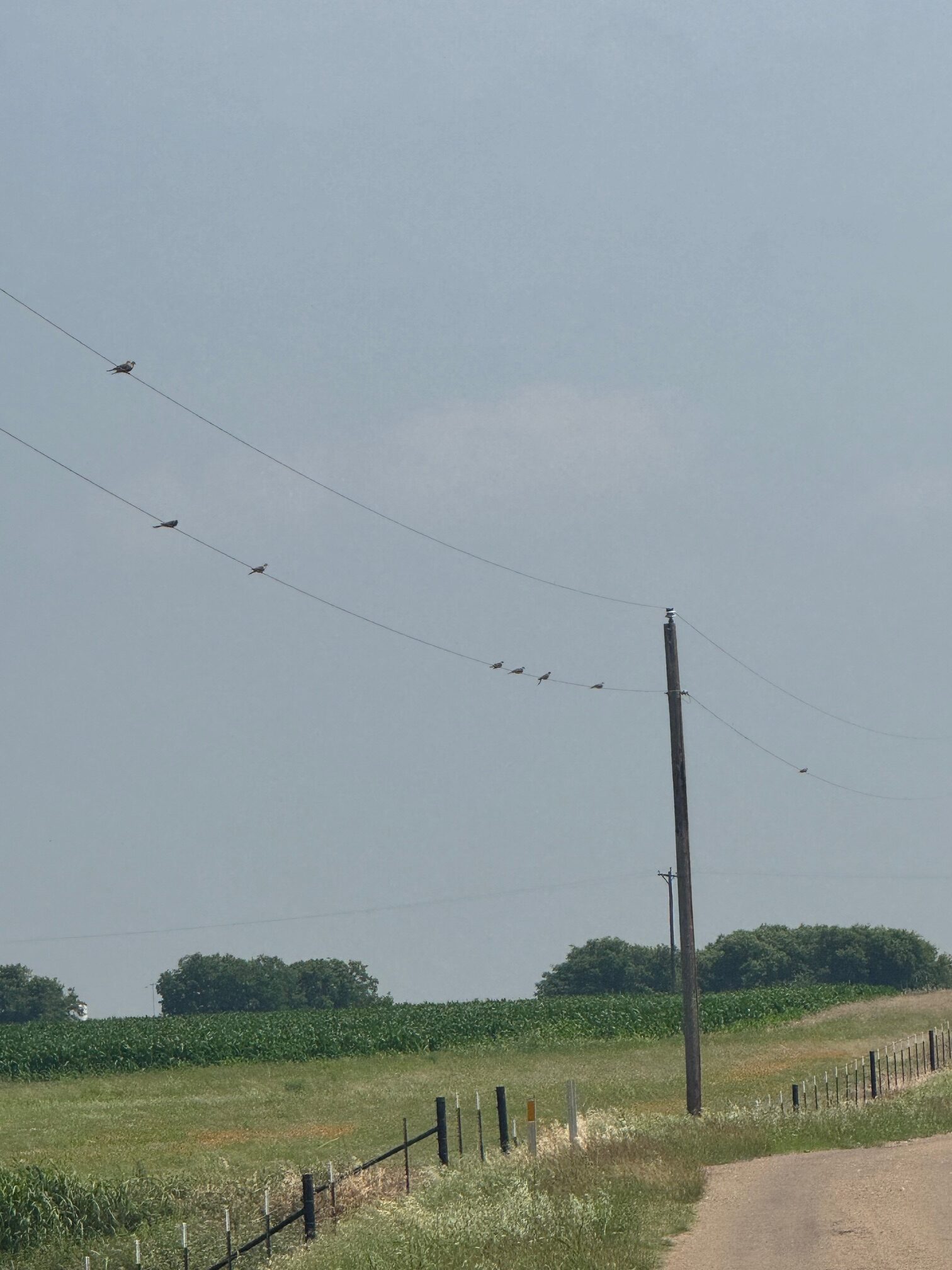 McGregor 460 Central Texas Dove Lease - Image 7
