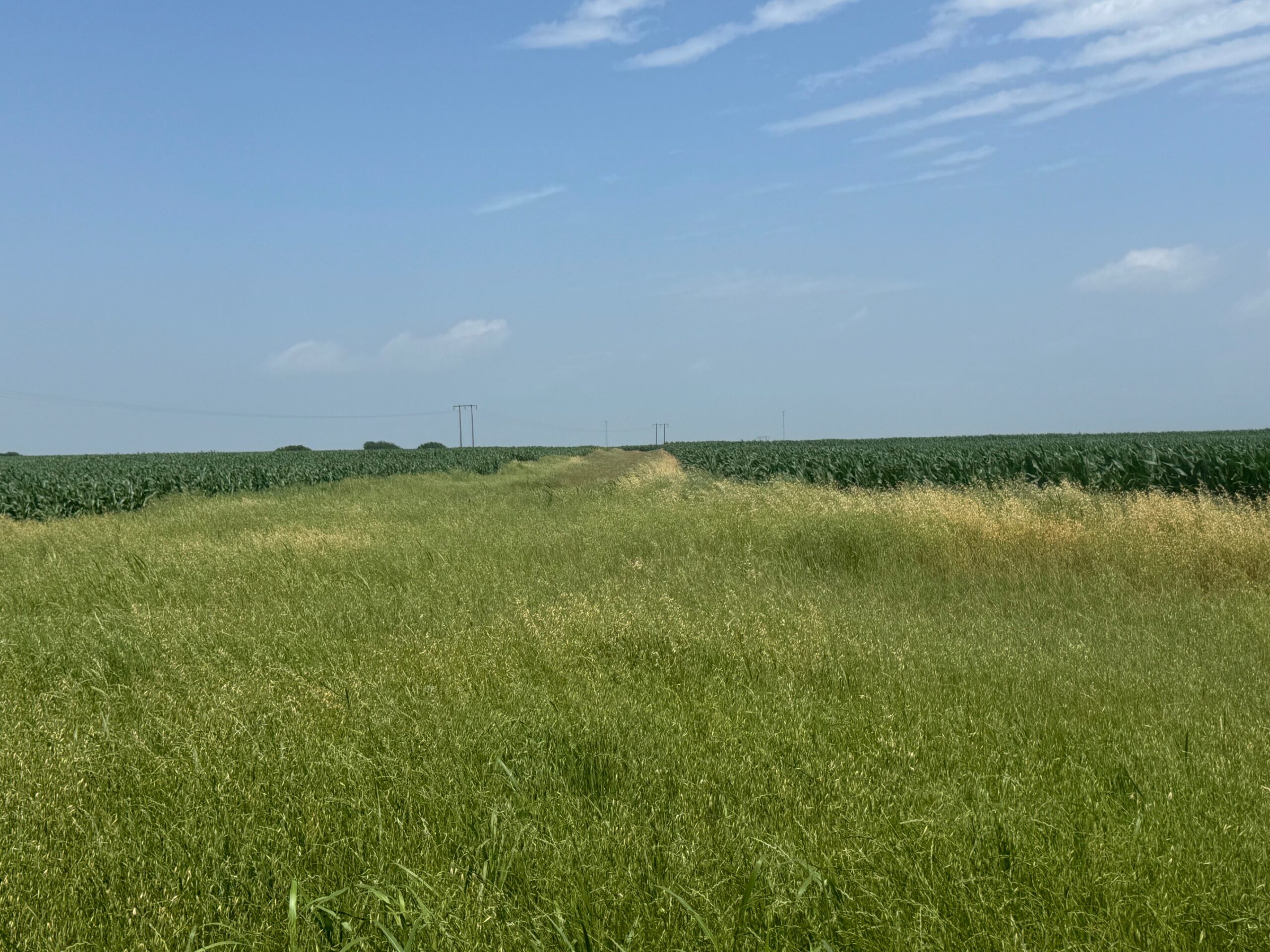 McGregor 460 Central Texas Dove Lease - Image 12