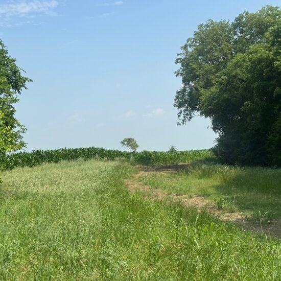 Oglesby 240 Central Texas Dove Lease