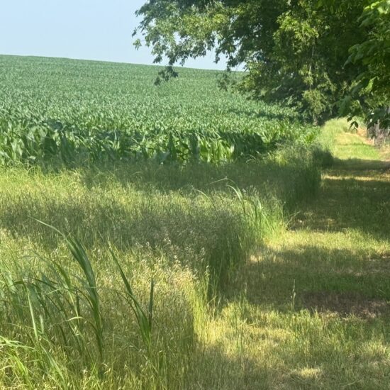 McGregor 130 Central Texas Dove Lease