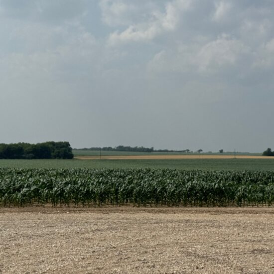 McGregor 180 Central Texas Dove Lease