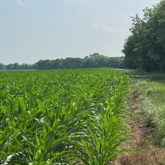 McGregor 100 Central Texas Dove Lease